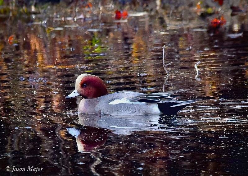 Jason Major (jpmajor@me.com)